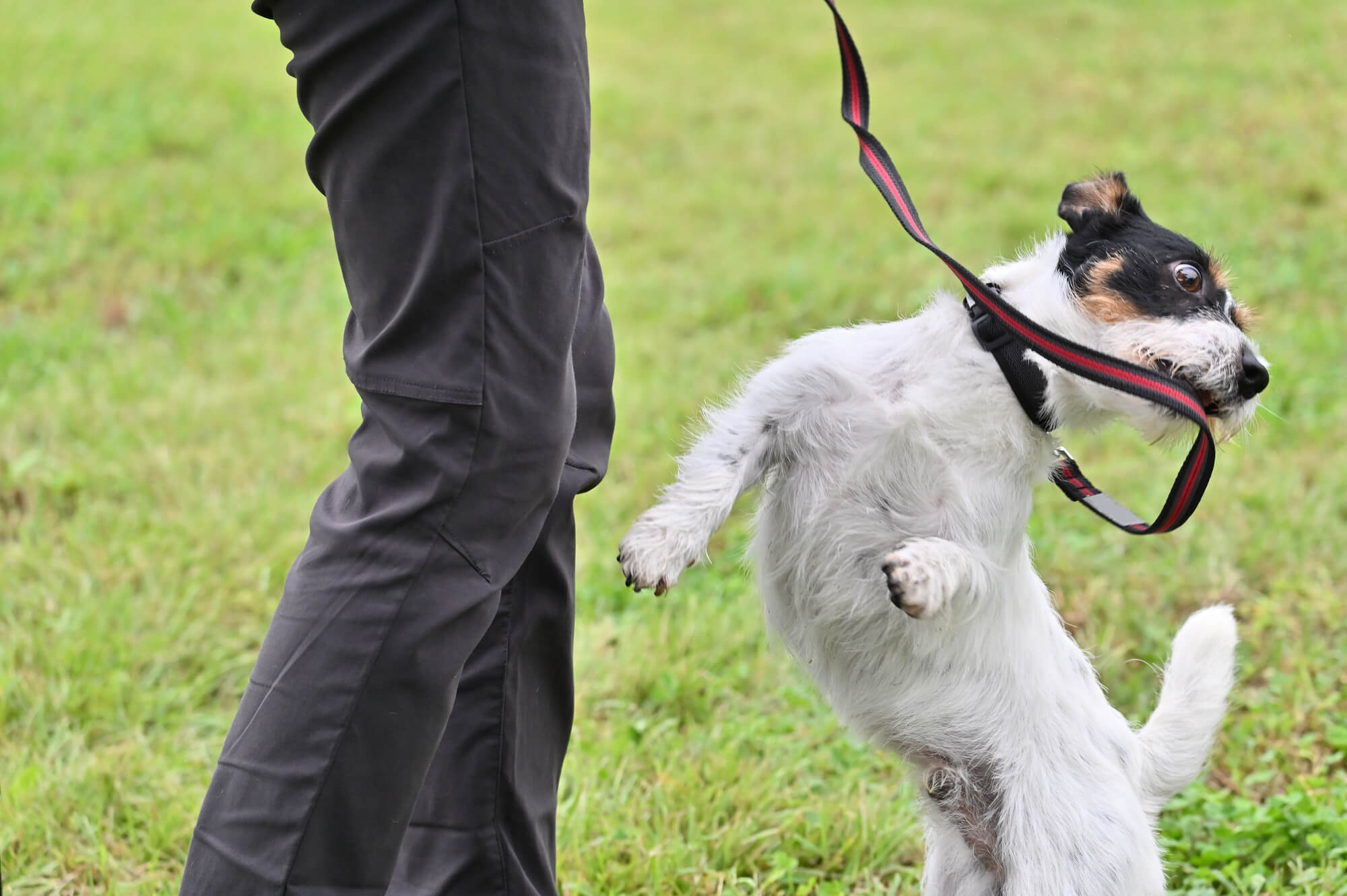 犬用リードを選ぶときの基本ポイント